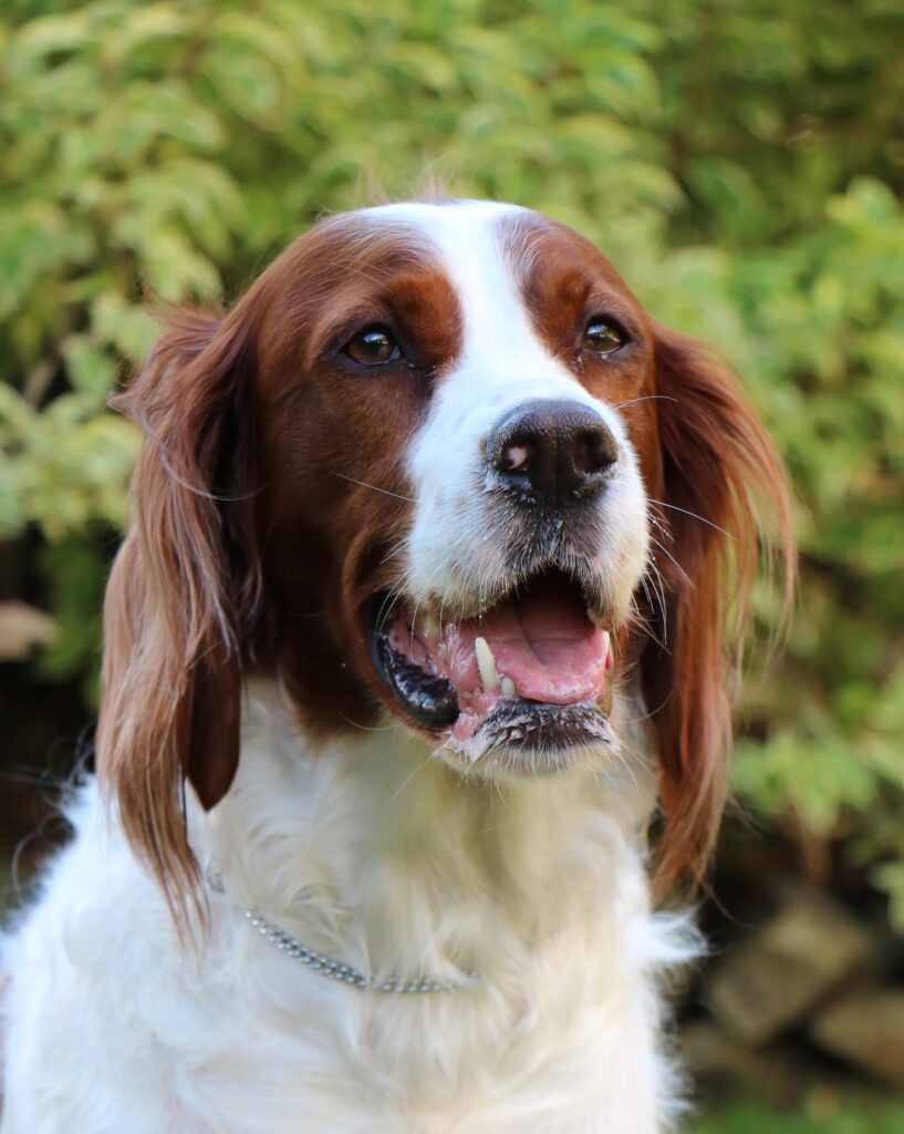 Irish Red and White Setter