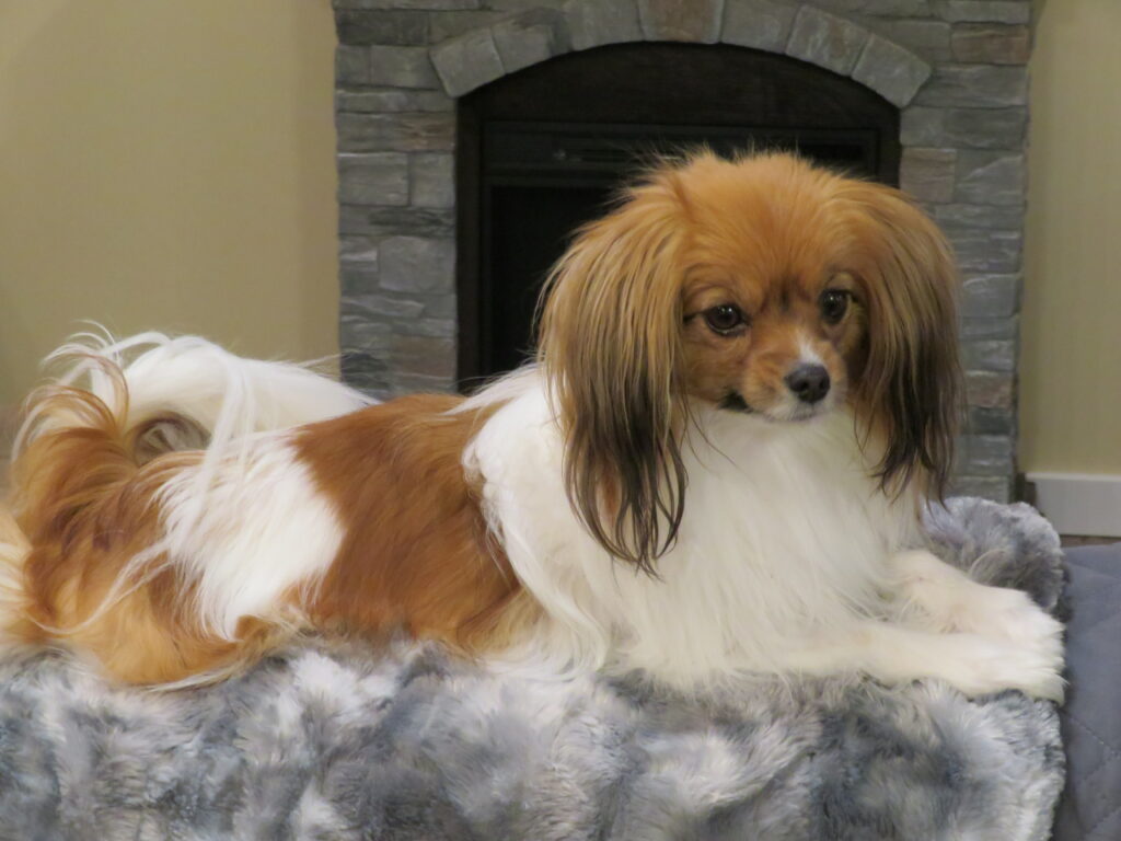 Papillon dog laying on a blanket.