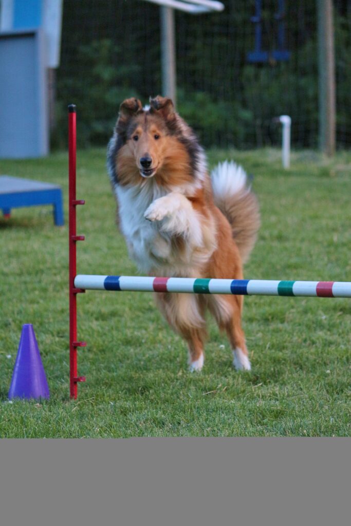 Rough Collie dog jumping.